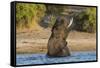 African elephant (Loxodonta africana) playing in river, Chobe River, Botswana, Africa-Ann and Steve Toon-Framed Stretched Canvas