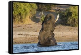 African elephant (Loxodonta africana) playing in river, Chobe River, Botswana, Africa-Ann and Steve Toon-Framed Stretched Canvas