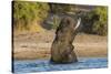 African elephant (Loxodonta africana) playing in river, Chobe River, Botswana, Africa-Ann and Steve Toon-Stretched Canvas