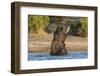 African elephant (Loxodonta africana) playing in river, Chobe River, Botswana, Africa-Ann and Steve Toon-Framed Photographic Print