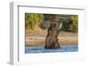 African elephant (Loxodonta africana) playing in river, Chobe River, Botswana, Africa-Ann and Steve Toon-Framed Photographic Print