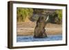 African elephant (Loxodonta africana) playing in river, Chobe River, Botswana, Africa-Ann and Steve Toon-Framed Photographic Print