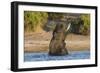 African elephant (Loxodonta africana) playing in river, Chobe River, Botswana, Africa-Ann and Steve Toon-Framed Photographic Print