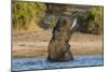 African elephant (Loxodonta africana) playing in river, Chobe River, Botswana, Africa-Ann and Steve Toon-Mounted Photographic Print