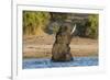 African elephant (Loxodonta africana) playing in river, Chobe River, Botswana, Africa-Ann and Steve Toon-Framed Photographic Print