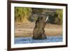 African elephant (Loxodonta africana) playing in river, Chobe River, Botswana, Africa-Ann and Steve Toon-Framed Photographic Print