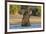 African elephant (Loxodonta africana) playing in river, Chobe River, Botswana, Africa-Ann and Steve Toon-Framed Photographic Print