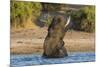 African elephant (Loxodonta africana) playing in river, Chobe River, Botswana, Africa-Ann and Steve Toon-Mounted Photographic Print