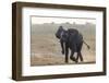 African elephant, Loxodonta africana, running, Chobe river, Botswana, Southern Africa-null-Framed Photographic Print