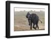 African elephant, Loxodonta africana, running, Chobe river, Botswana, Southern Africa-null-Framed Photographic Print