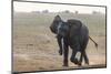 African elephant, Loxodonta africana, running, Chobe river, Botswana, Southern Africa-null-Mounted Photographic Print