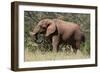 African Elephant (Loxodonta Africana), Samburu National Reserve, Kenya, East Africa, Africa-Sergio Pitamitz-Framed Photographic Print