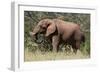 African Elephant (Loxodonta Africana), Samburu National Reserve, Kenya, East Africa, Africa-Sergio Pitamitz-Framed Photographic Print