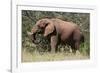 African Elephant (Loxodonta Africana), Samburu National Reserve, Kenya, East Africa, Africa-Sergio Pitamitz-Framed Photographic Print