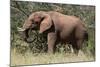 African Elephant (Loxodonta Africana), Samburu National Reserve, Kenya, East Africa, Africa-Sergio Pitamitz-Mounted Photographic Print