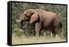 African Elephant (Loxodonta Africana), Samburu National Reserve, Kenya, East Africa, Africa-Sergio Pitamitz-Framed Stretched Canvas