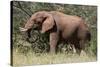 African Elephant (Loxodonta Africana), Samburu National Reserve, Kenya, East Africa, Africa-Sergio Pitamitz-Stretched Canvas