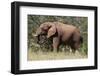 African Elephant (Loxodonta Africana), Samburu National Reserve, Kenya, East Africa, Africa-Sergio Pitamitz-Framed Photographic Print
