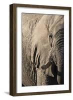 African elephant (Loxodonta africana), Savuti, Chobe National Park, Botswana, Africa-Sergio Pitamitz-Framed Photographic Print