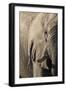 African elephant (Loxodonta africana), Savuti, Chobe National Park, Botswana, Africa-Sergio Pitamitz-Framed Photographic Print