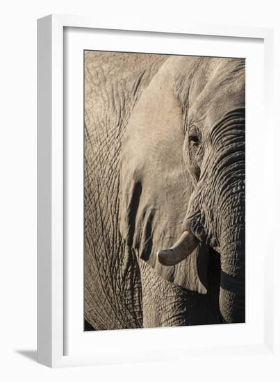 African elephant (Loxodonta africana), Savuti, Chobe National Park, Botswana, Africa-Sergio Pitamitz-Framed Photographic Print