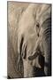 African elephant (Loxodonta africana), Savuti, Chobe National Park, Botswana, Africa-Sergio Pitamitz-Mounted Photographic Print