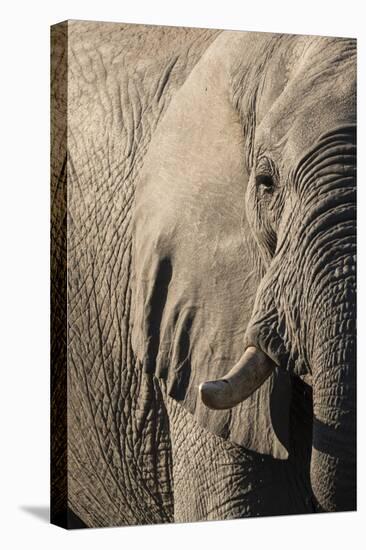 African elephant (Loxodonta africana), Savuti, Chobe National Park, Botswana, Africa-Sergio Pitamitz-Stretched Canvas