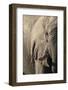 African elephant (Loxodonta africana), Savuti, Chobe National Park, Botswana, Africa-Sergio Pitamitz-Framed Photographic Print