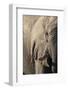 African elephant (Loxodonta africana), Savuti, Chobe National Park, Botswana, Africa-Sergio Pitamitz-Framed Photographic Print