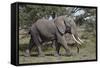 African Elephant (Loxodonta Africana), Serengeti National Park, Tanzania, East Africa, Africa-James Hager-Framed Stretched Canvas