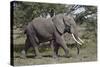 African Elephant (Loxodonta Africana), Serengeti National Park, Tanzania, East Africa, Africa-James Hager-Stretched Canvas