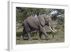 African Elephant (Loxodonta Africana), Serengeti National Park, Tanzania, East Africa, Africa-James Hager-Framed Photographic Print