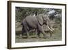 African Elephant (Loxodonta Africana), Serengeti National Park, Tanzania, East Africa, Africa-James Hager-Framed Photographic Print