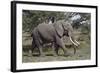 African Elephant (Loxodonta Africana), Serengeti National Park, Tanzania, East Africa, Africa-James Hager-Framed Photographic Print