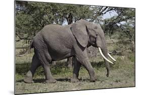 African Elephant (Loxodonta Africana), Serengeti National Park, Tanzania, East Africa, Africa-James Hager-Mounted Photographic Print