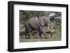 African Elephant (Loxodonta Africana), Serengeti National Park, Tanzania, East Africa, Africa-James Hager-Framed Photographic Print