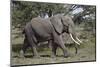 African Elephant (Loxodonta Africana), Serengeti National Park, Tanzania, East Africa, Africa-James Hager-Mounted Photographic Print