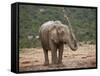 African Elephant (Loxodonta Africana) Showering, Addo Elephant National Park, South Africa, Africa-James Hager-Framed Stretched Canvas