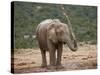 African Elephant (Loxodonta Africana) Showering, Addo Elephant National Park, South Africa, Africa-James Hager-Stretched Canvas