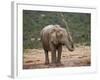 African Elephant (Loxodonta Africana) Showering, Addo Elephant National Park, South Africa, Africa-James Hager-Framed Photographic Print