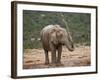 African Elephant (Loxodonta Africana) Showering, Addo Elephant National Park, South Africa, Africa-James Hager-Framed Photographic Print