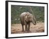 African Elephant (Loxodonta Africana) Showering, Addo Elephant National Park, South Africa, Africa-James Hager-Framed Photographic Print