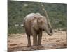 African Elephant (Loxodonta Africana) Showering, Addo Elephant National Park, South Africa, Africa-James Hager-Mounted Photographic Print