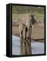 African Elephant (Loxodonta Africana) Standing in a Small Stream, Serengeti National Park, Tanzania-James Hager-Framed Stretched Canvas