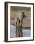 African Elephant (Loxodonta Africana) Standing in a Small Stream, Serengeti National Park, Tanzania-James Hager-Framed Photographic Print