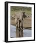 African Elephant (Loxodonta Africana) Standing in a Small Stream, Serengeti National Park, Tanzania-James Hager-Framed Photographic Print