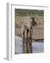 African Elephant (Loxodonta Africana) Standing in a Small Stream, Serengeti National Park, Tanzania-James Hager-Framed Photographic Print