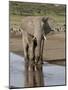 African Elephant (Loxodonta Africana) Standing in a Small Stream, Serengeti National Park, Tanzania-James Hager-Mounted Photographic Print