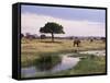 African Elephant (Loxodonta Africana), Tarangire National Park, Tanzania, East Africa, Africa-James Hager-Framed Stretched Canvas