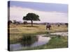 African Elephant (Loxodonta Africana), Tarangire National Park, Tanzania, East Africa, Africa-James Hager-Stretched Canvas